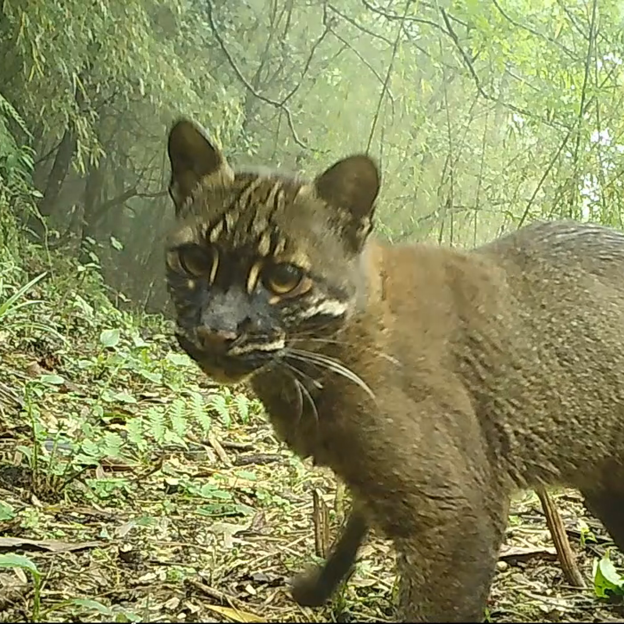 Asiatic Golden Cat